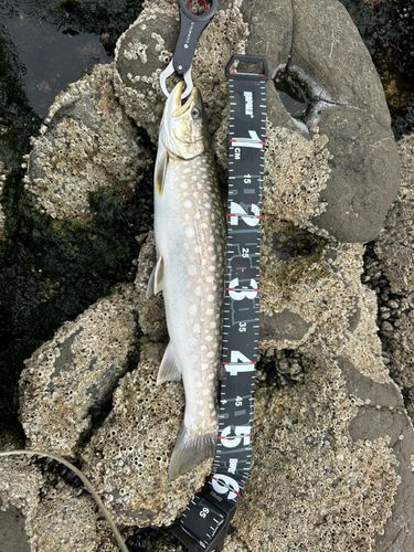 アメマスの釣果