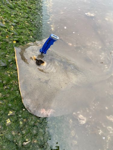 アカエイの釣果