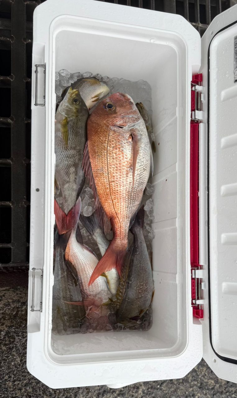 Taa maさんの釣果 1枚目の画像