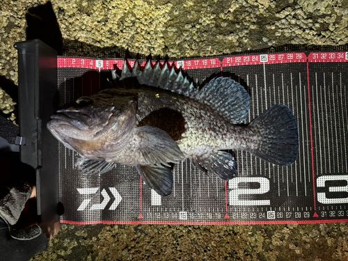 マゾイの釣果