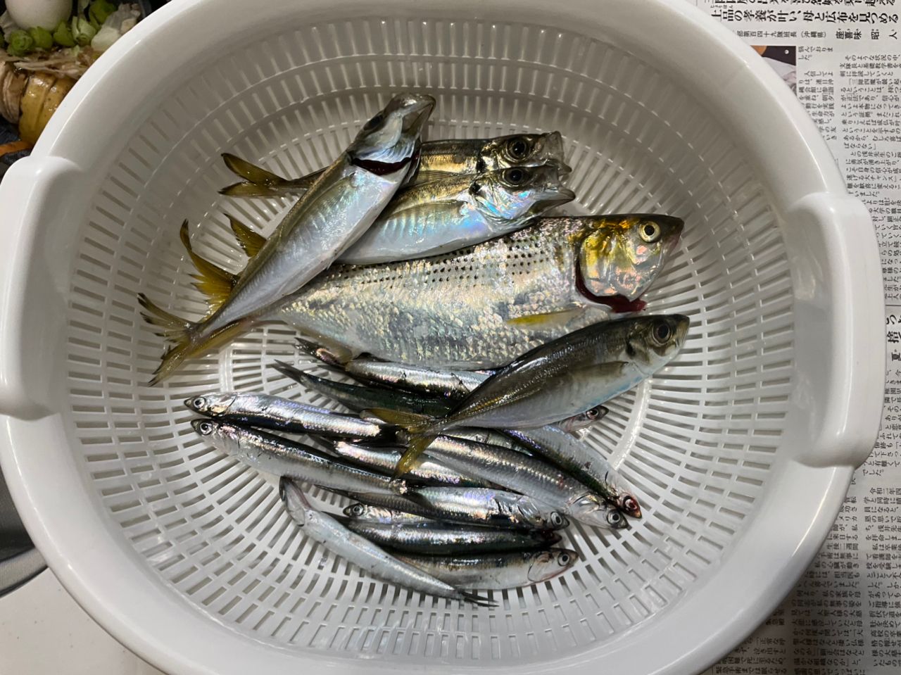 カタクチイワシ