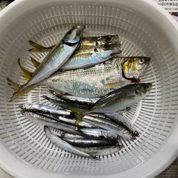 カタクチイワシ