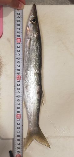 カマスの釣果