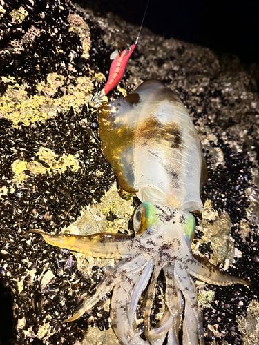 アオリイカの釣果