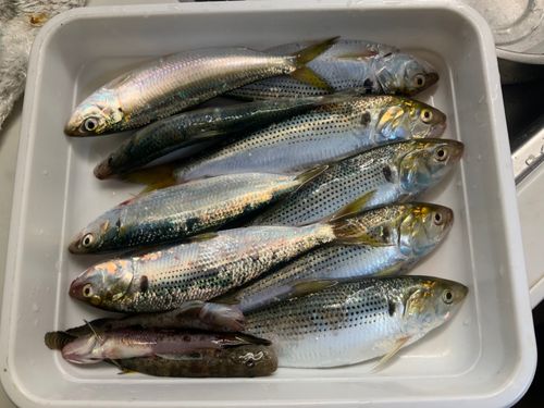 イワシの釣果