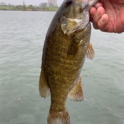 スモールマウスバス