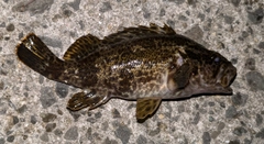 タケノコメバルの釣果