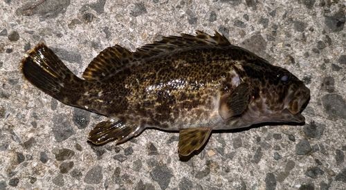 タケノコメバルの釣果