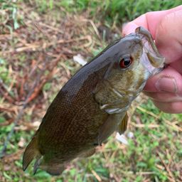 スモールマウスバス