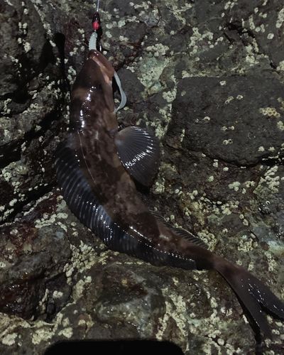 ホッケの釣果
