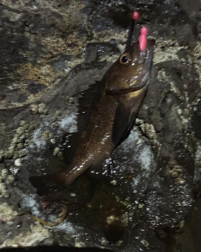 エゾメバルの釣果