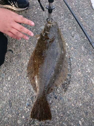 ヒラメの釣果