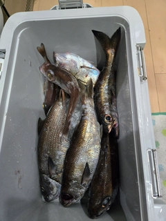 クロムツの釣果
