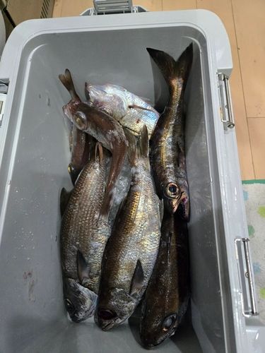 クロムツ