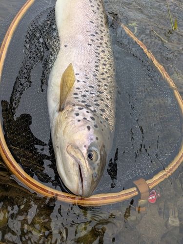 ブラウントラウトの釣果