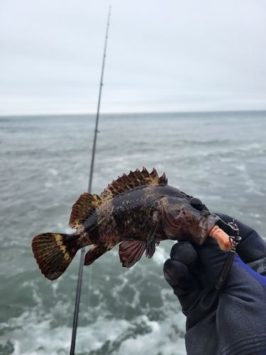 タケノコメバルの釣果