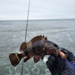 タケノコメバル