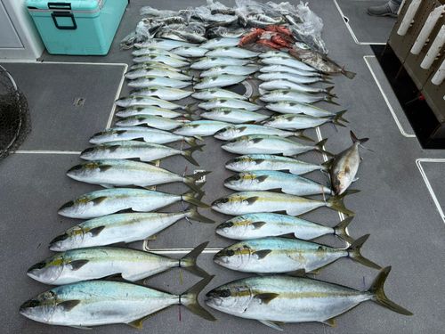 ヒラマサの釣果