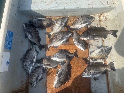 クロダイの釣果