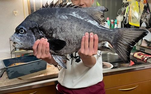 イシガキダイの釣果