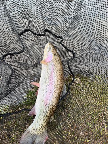 ニジマスの釣果