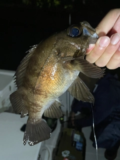 クロメバルの釣果