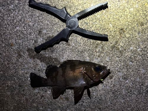 アマダイの釣果
