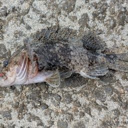 クロソイ