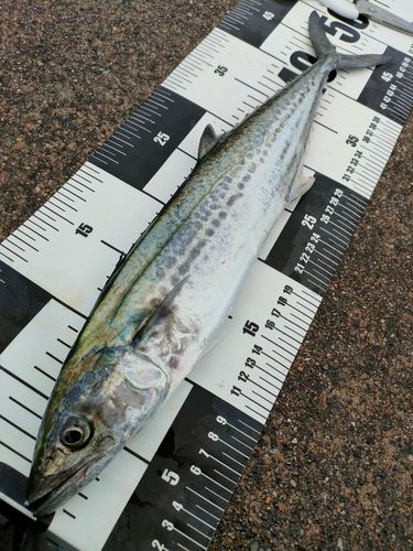 サゴシの釣果