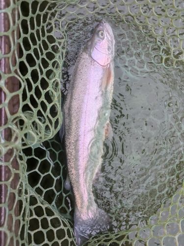 ホウライマスの釣果