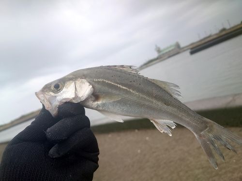 セイゴ（マルスズキ）の釣果