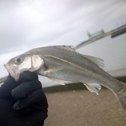 セイゴ（マルスズキ）