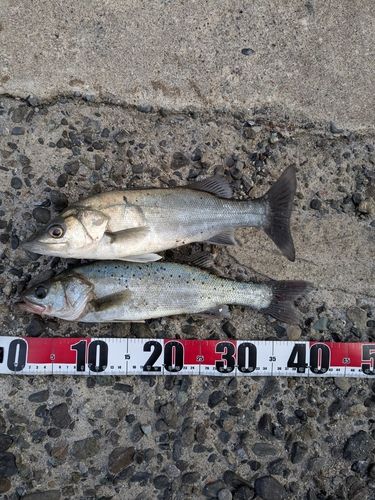 セイゴ（タイリクスズキ）の釣果