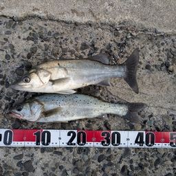 セイゴ（タイリクスズキ）