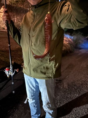 ギンポの釣果