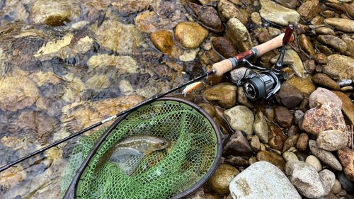 イワナの釣果