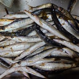 カマス