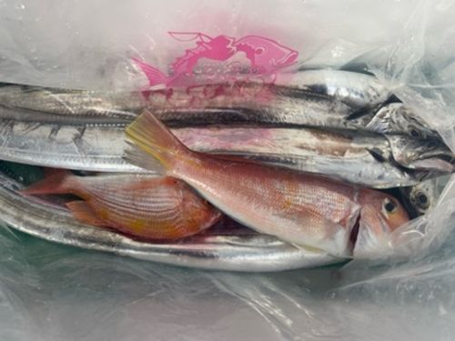 タチウオの釣果