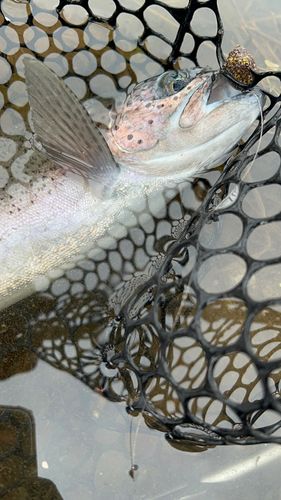 ニジマスの釣果