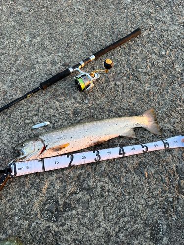 アメマスの釣果