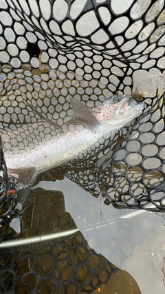 ニジマスの釣果