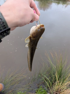 ナマズの釣果