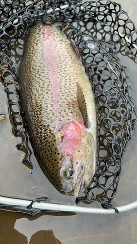 ニジマスの釣果