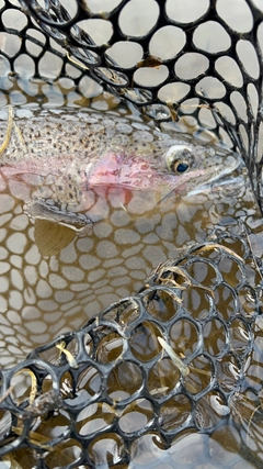 ニジマスの釣果