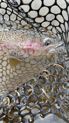 ニジマスの釣果