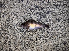 シロメバルの釣果