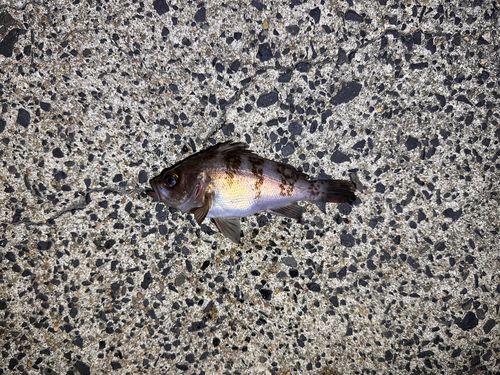 シロメバルの釣果