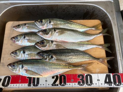 アジの釣果