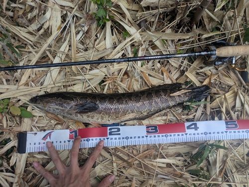 ライギョの釣果