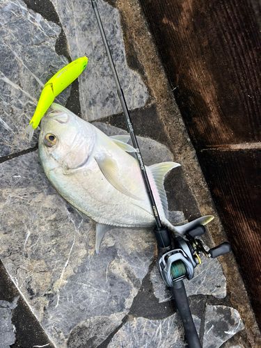 ロウニンアジの釣果